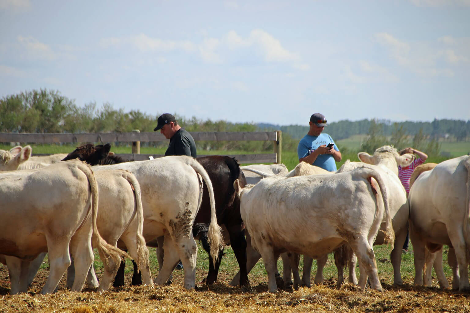 pasture